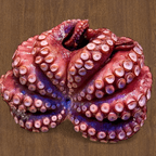 Best Octopus(Tako) in Gulf Breeze, FL